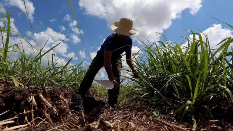 Campechuela Retrocede al Corte Manual de Caña ante la Crisis de Combustible: ¿Un Retorno a la Tradición o un Síntoma de la Decadencia Económica?