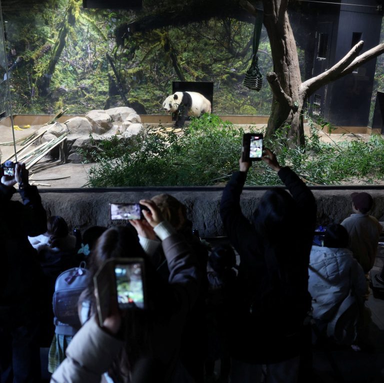 Partida Panda: Concluye la Estancia de Gigantes Asiáticos en el Zoológico Ueno de Tokio, Desatando Reflexiones Geopolíticas y Culturales