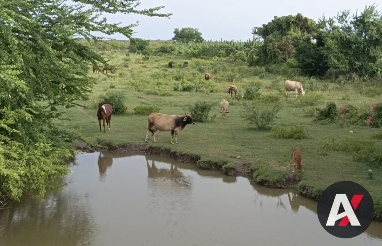 Crisis Apícola en Camagüey: Producción de Miel Cae a la Mitad y Agudiza la Escasez en Cuba